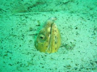ロッキンハムの愉快な仲間達☆