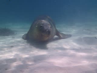 2014年初、アシカちゃん！