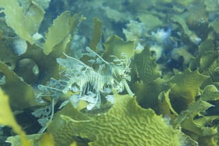 午年といえば～