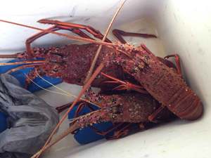 伊勢エビ漁、解禁！！！