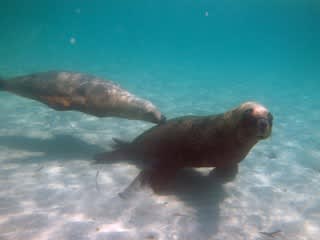 アシカ！アシカ！アシカ！