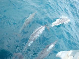 エクスマウス・ダイビングツアー報告！！！〜その3〜