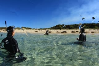 カーナック島のアシカちゃん！