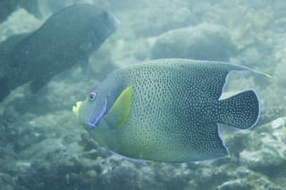 エクスマウス・ダイビングツアー報告！！！〜ダイビング編〜