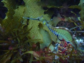 エスペランス・ダイビング・ツアー