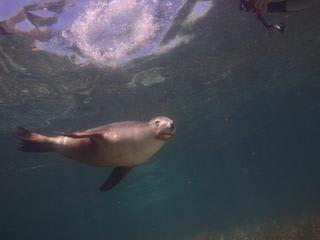 アシカちゃんに会いに！！！