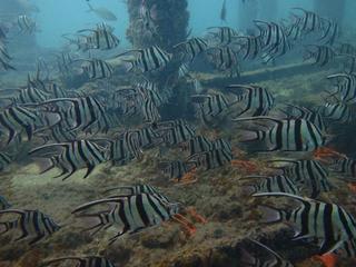 久々の「バッセルトン・ジェティ－」でダイビング！