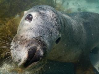 元気なアシカちゃんたち！！
