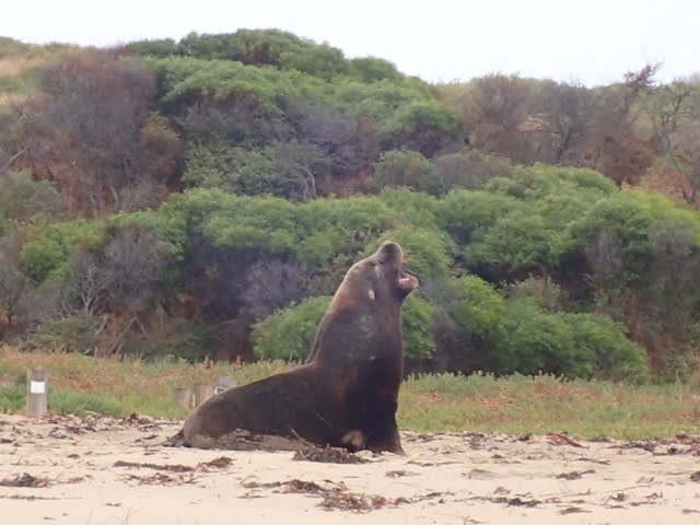 楽しい、おいしい！アシカスイム〜♪