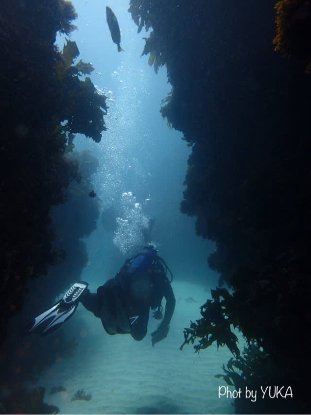 ご家族でWAダイビング～ロットネスト島～