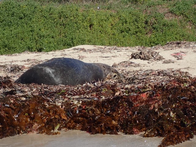 野生にはかないません、それでも…！