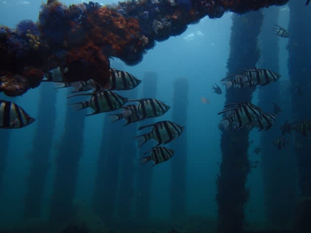 ご家族でWAダイビング～バッセルトン編～