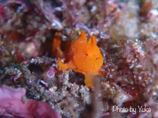 固有種のカエルアンコウ調査依頼