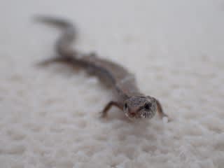 3月のエスペランス その3