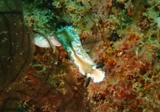 今シーズン初☆エクスマウス～ネイビー・ピア　マクロ編～