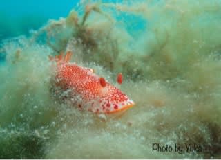 水玉もようのRockingham