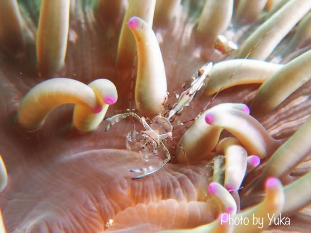Grain Terminal Jetty