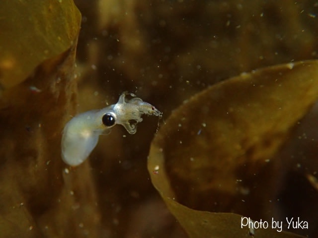 もしも願いが叶うなら…