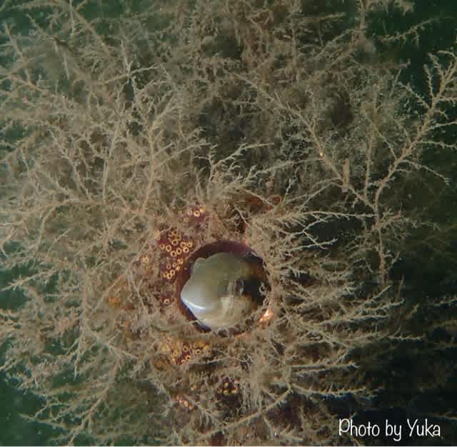 7月のファンダイブ