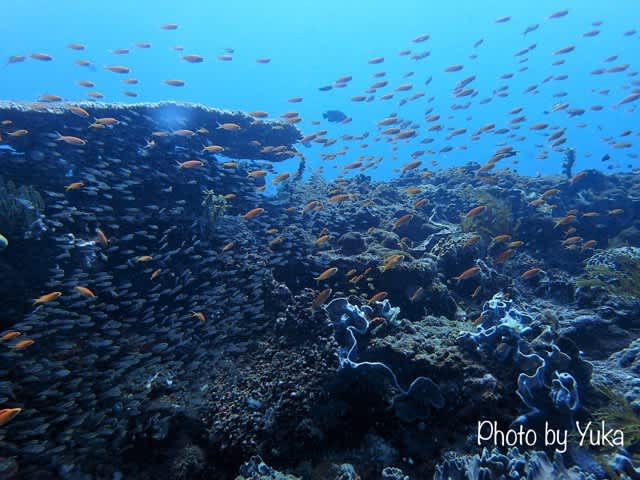 マンボウ、マンタのヌサペニダ！！