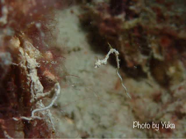 残すはハトコ！！