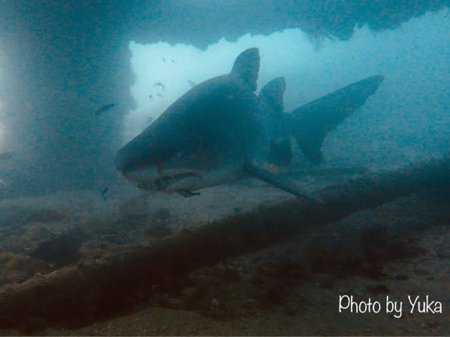 桟橋の下は、まさしく群雄割拠！！
