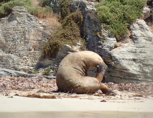 アシカと遊ぼう！