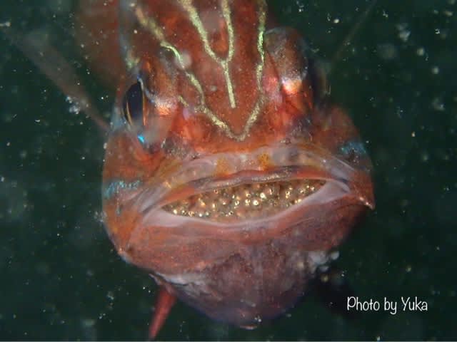 観察しナイト☆