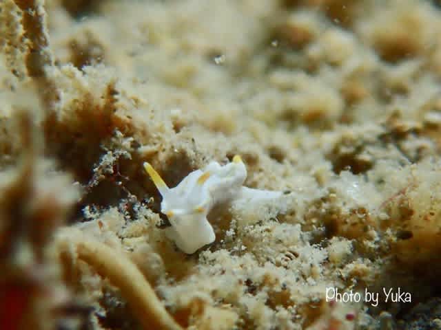 コトヒメフィーバーと、ベビーラッシュの予感♪