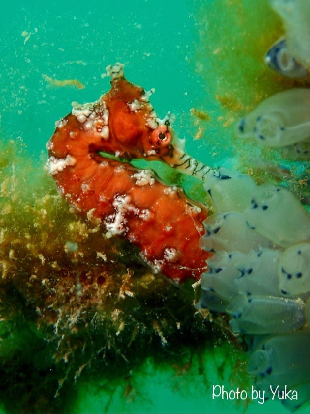 10月後半のFUNダイブ(と海の様子)！！