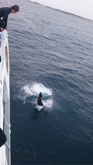 12月前半のロットネスト島ダイビング