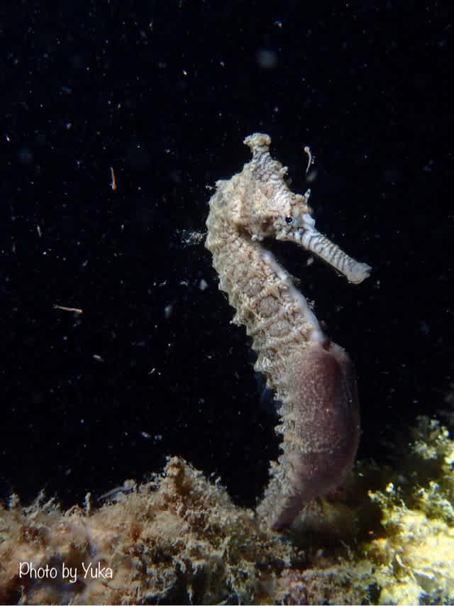 EFRからの～～～初潜り！！