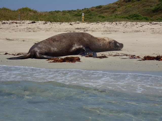 1月のアシカスイム