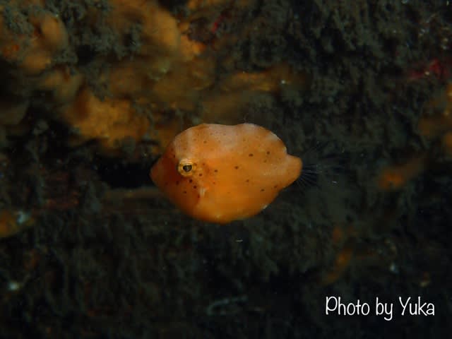2月のビーチ・ファンダイブ！