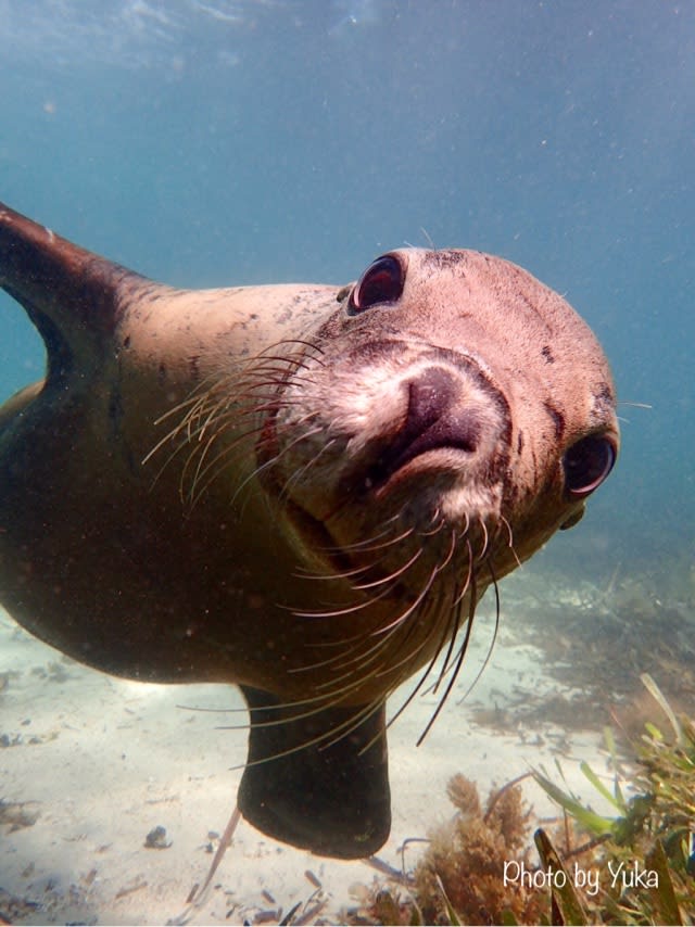 2月のアシカスイム