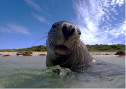 アシカちゃんにロックオン！