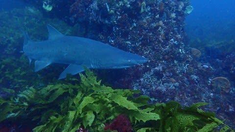 シロワニが近い！近い！