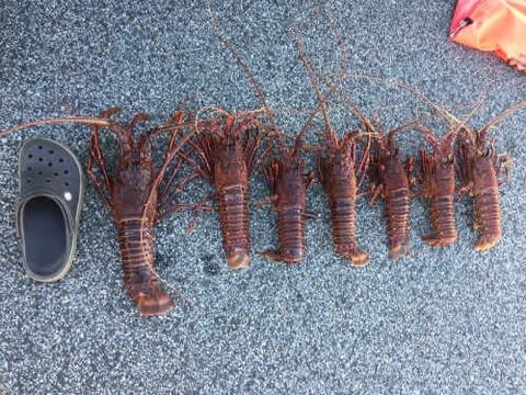 伊勢エビ！大漁！大漁！