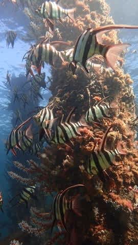 バッセルトン・ジェティーでダイビング〜!