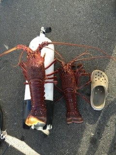 巨大伊勢エビGET！！！