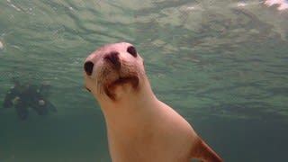 可愛いアシカちゃんにメロメロ♡