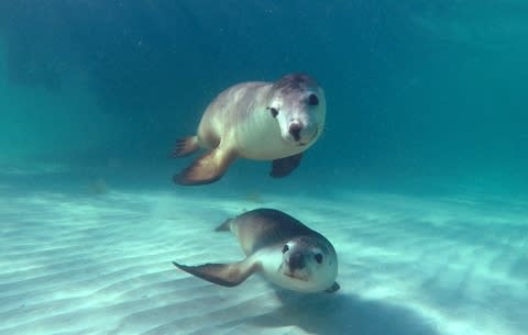 日テレでジュリアンベイのアシカスイムが放送されますよ〜！！！